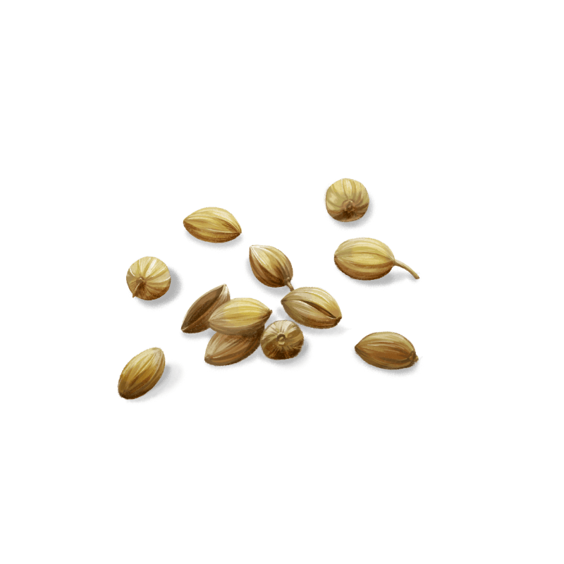 Coriander seeds give our gin a slightly spicy and citrusy hint to make the flavours pop.