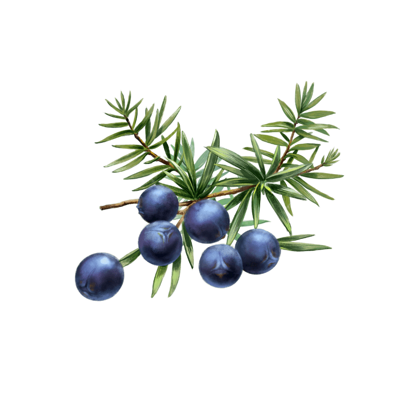 The combination of three of the world's best junipers and the finest local berries give our gin its unique juniper taste.
