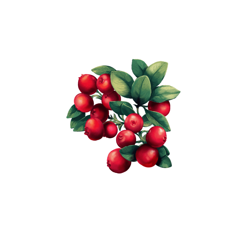 Lingonberry gives our unique gin its wonderful colour and a slight tartness.