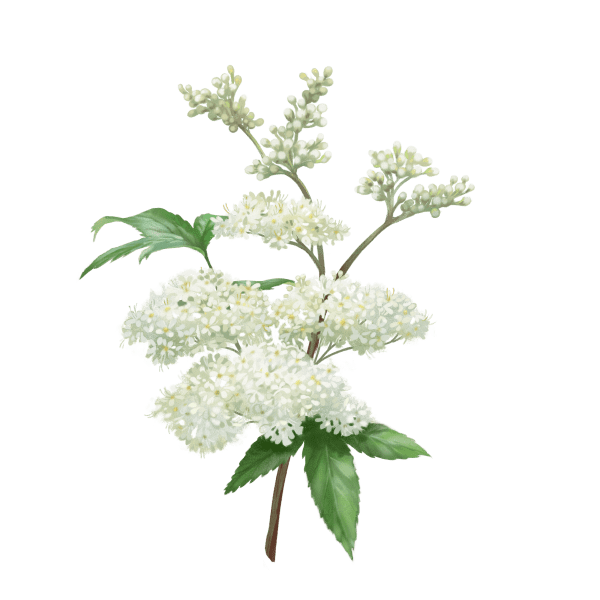 Meadowsweet adds a sweet aromatic note with some honey and vanilla in the end.