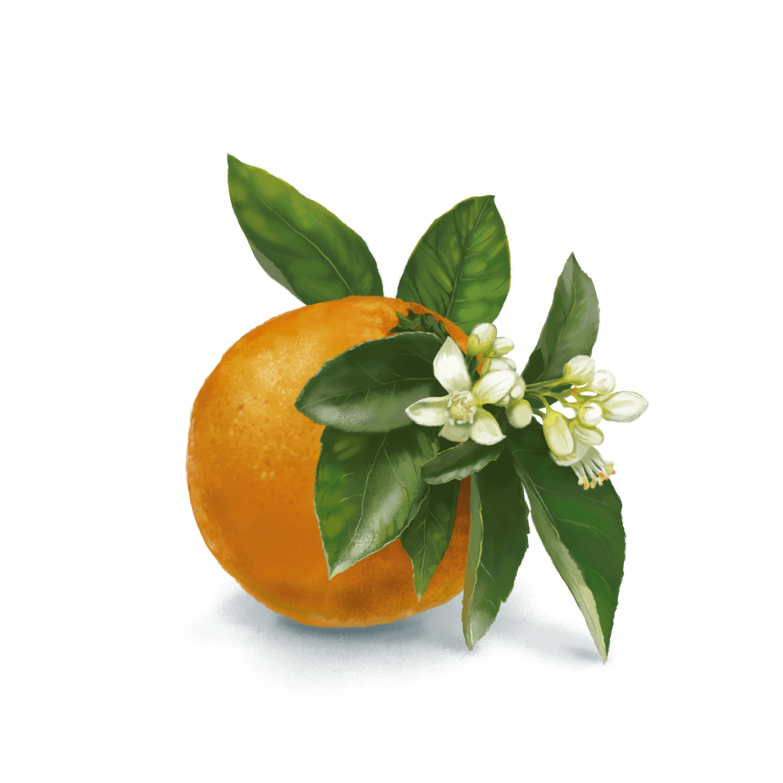 Fragile and carefully handpicked orange blossoms add a beautiful honeyed taste to our gin.