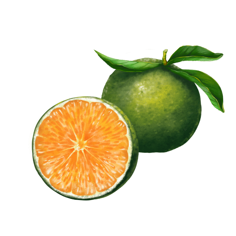 Know for its tartness, bitter orange add a zesty citrus note with marmalade overtones to ur gin.