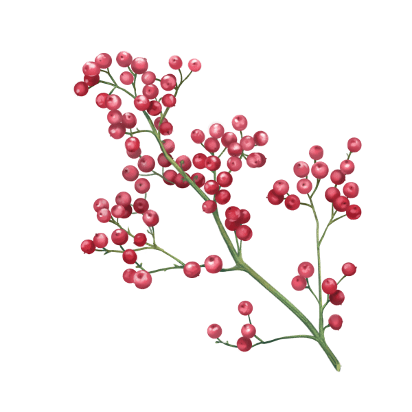 Pink peppercorn is responsible for a soft and warming spice nuance in our gin.