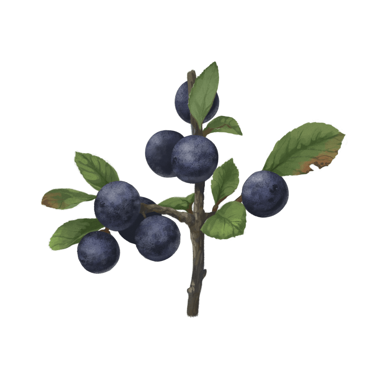 Sloe berry gives our sloe gin a beautiful red colour and furity notes.