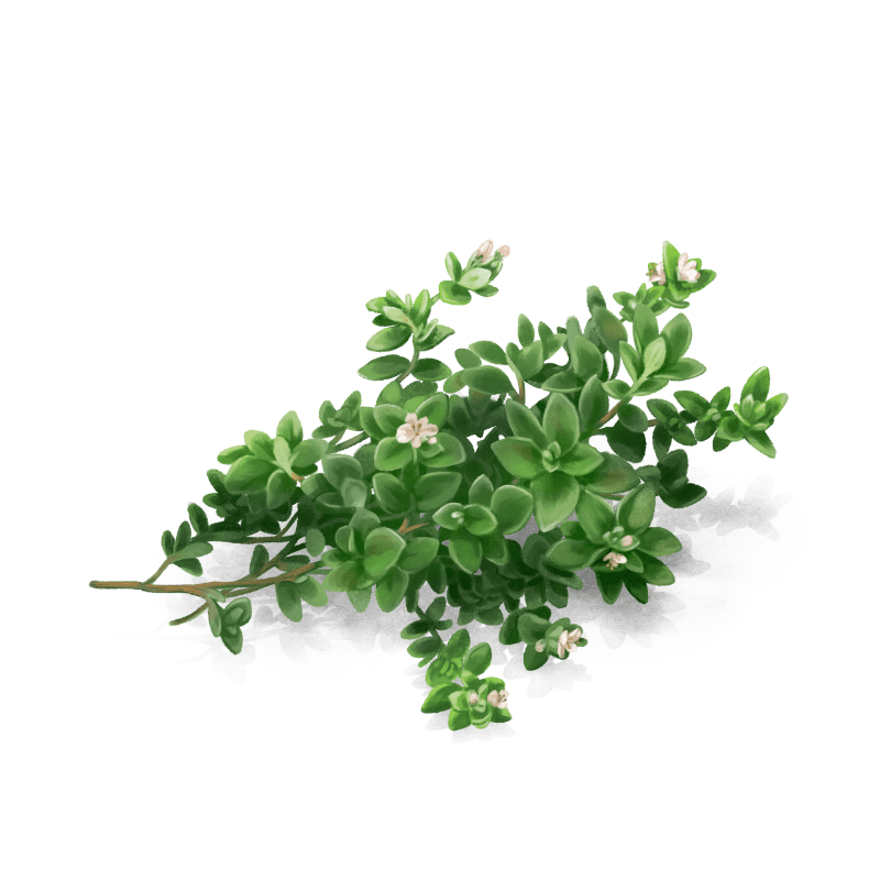 Thyme adds the heat and a sharp herbal note with a dry finish to our gin.